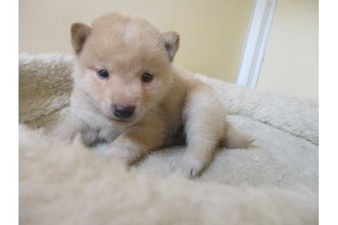 成約済の岡山県の柴犬-118993の3枚目