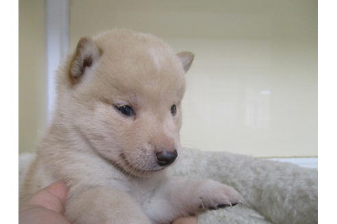 成約済の岡山県の柴犬-118993の2枚目