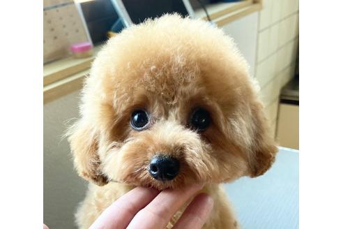 成約済の岡山県のタイニープードル-119010の1枚目