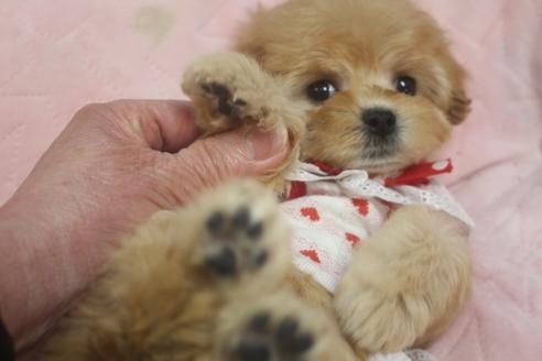 成約済の奈良県のトイプードル-119036の1枚目