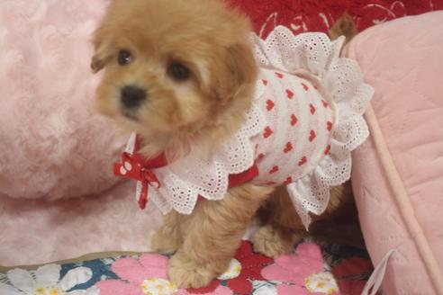 成約済の奈良県のトイプードル-119036の5枚目