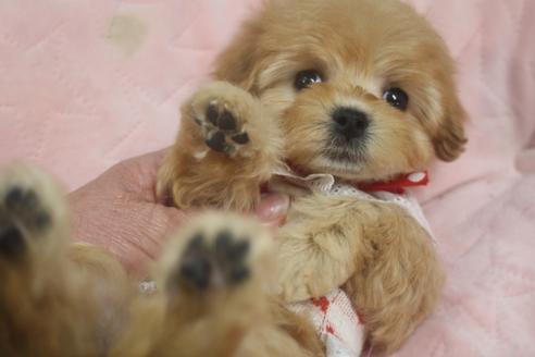 成約済の奈良県のトイプードル-119036の3枚目