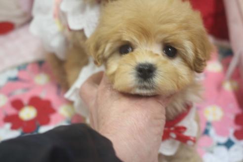 成約済の奈良県のトイプードル-119036の2枚目