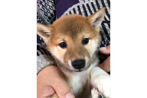 成約済の北海道の柴犬-119056の1枚目