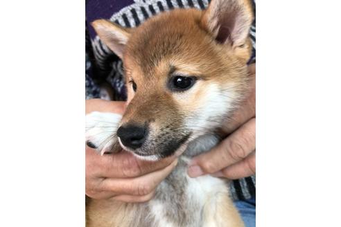 成約済の北海道の柴犬-119056の6枚目