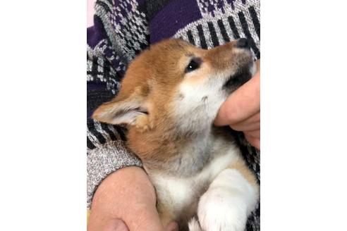 成約済の北海道の柴犬-119056の5枚目