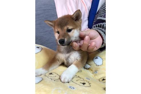 成約済の北海道の柴犬-119056の2枚目