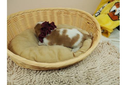 成約済の埼玉県のキャバリアキングチャールズスパニエル-119062の4枚目