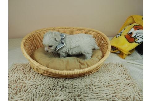 成約済の埼玉県のマルチーズ-119070の4枚目