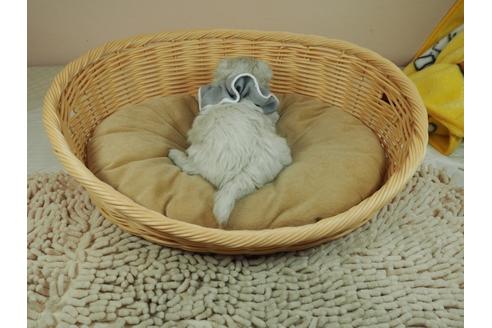成約済の埼玉県のマルチーズ-119070の3枚目