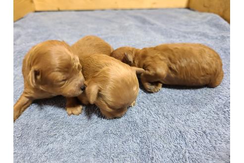 成約済の埼玉県のトイプードル-119090の8枚目