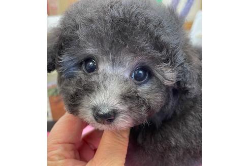 成約済の山梨県のトイプードル-119119の1枚目