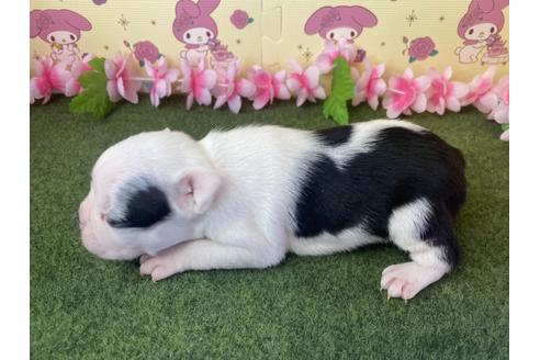 成約済の栃木県のボストンテリア-118296の3枚目