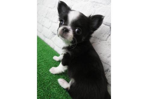 成約済の大阪府のチワワ(ロングコート)-119122の1枚目