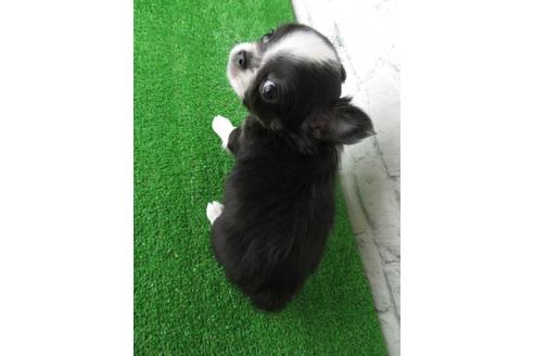 成約済の大阪府のチワワ(ロングコート)-119122の6枚目