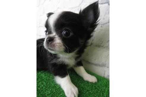 成約済の大阪府のチワワ(ロングコート)-119122の5枚目