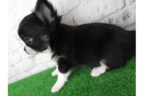 成約済の大阪府のチワワ(ロングコート)-119122の4枚目