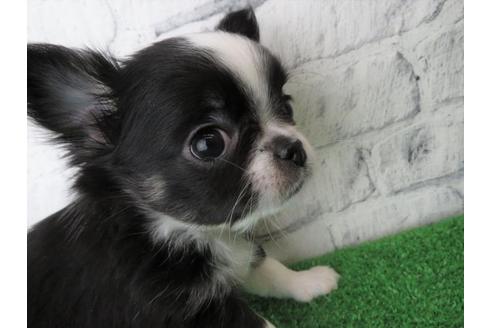 成約済の大阪府のチワワ(ロングコート)-119122の3枚目