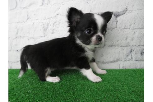 成約済の大阪府のチワワ(ロングコート)-119122の2枚目