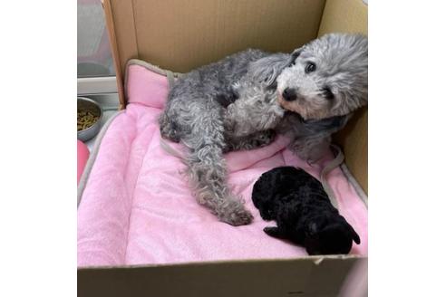 成約済の山梨県のトイプードル-119124の1枚目
