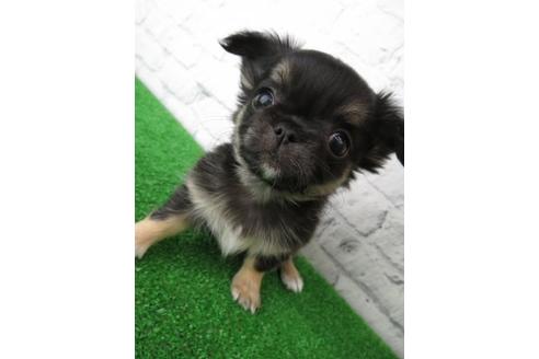 成約済の大阪府のチワワ(ロングコート)-119123の1枚目