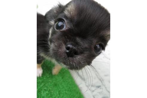 成約済の大阪府のチワワ(ロングコート)-119123の6枚目