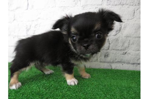 成約済の大阪府のチワワ(ロングコート)-119123の5枚目