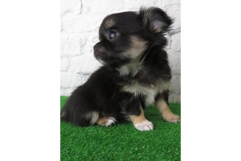 成約済の大阪府のチワワ(ロングコート)-119123の4枚目