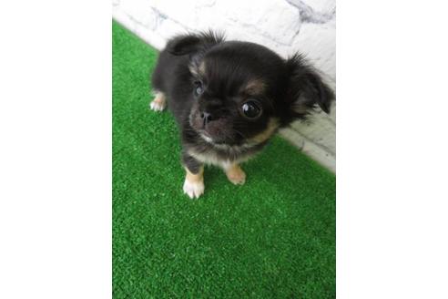 成約済の大阪府のチワワ(ロングコート)-119123の3枚目