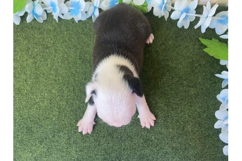 成約済の栃木県のボストンテリア-118295の5枚目