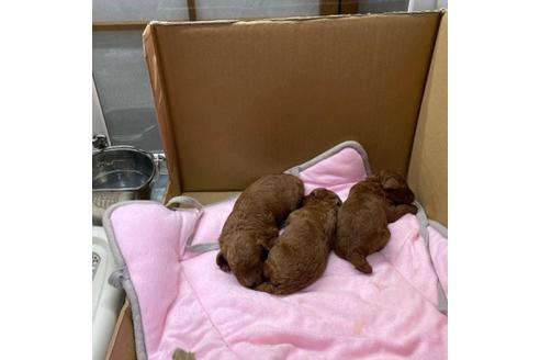成約済の山梨県のトイプードル-119126の1枚目