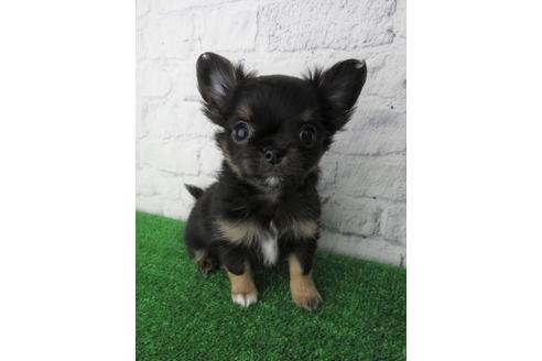 成約済の大阪府のチワワ(ロングコート)-119128の1枚目