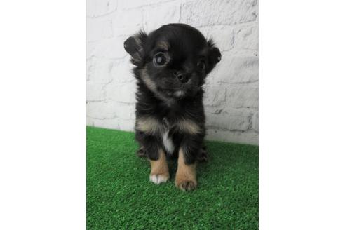 成約済の大阪府のチワワ(ロングコート)-119128の5枚目