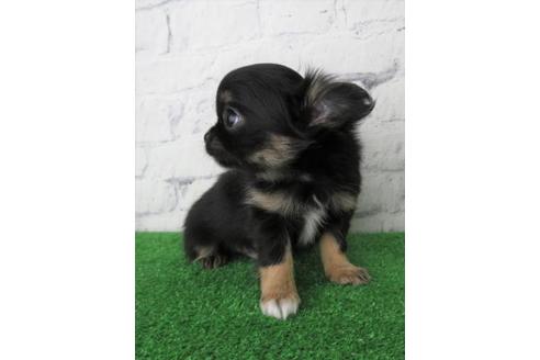 成約済の大阪府のチワワ(ロングコート)-119128の2枚目