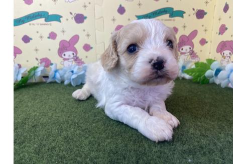 成約済の栃木県のミックス犬-118418の1枚目