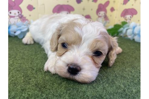 成約済の栃木県のミックス犬-118424の5枚目