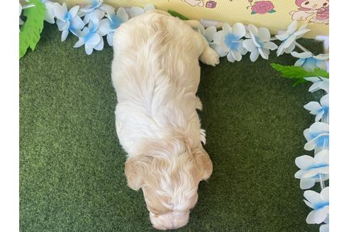 成約済の栃木県のミックス犬-118424の3枚目