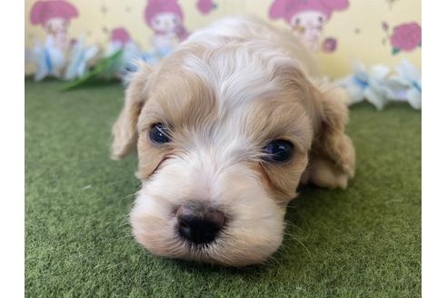 成約済の栃木県のミックス犬-118424の2枚目