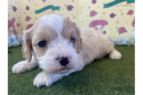 成約済の栃木県のミックス犬-118416の1枚目