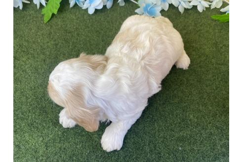 成約済の栃木県のミックス犬-118416の4枚目