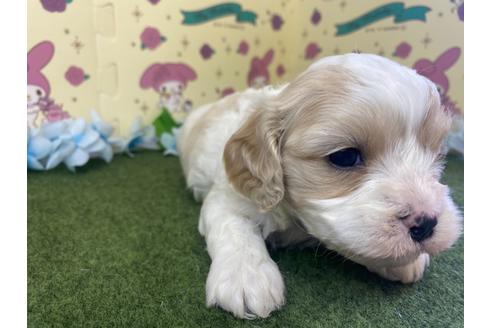 成約済の栃木県のミックス犬-118416の3枚目