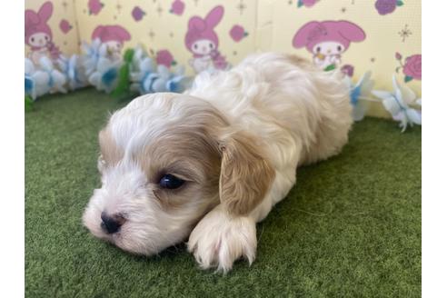 成約済の栃木県のミックス犬-118420の6枚目