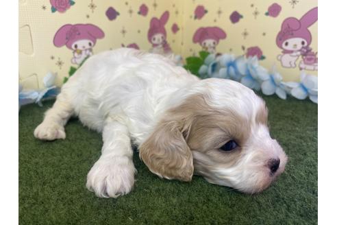 成約済の栃木県のミックス犬-118420の5枚目