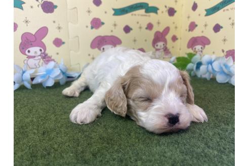 成約済の栃木県のミックス犬-118420の4枚目