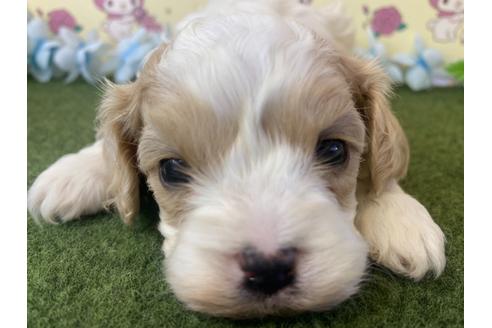 成約済の栃木県のミックス犬-118420の3枚目