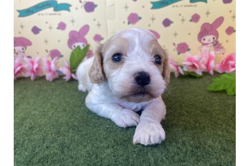 成約済の栃木県のミックス犬-118428の6枚目