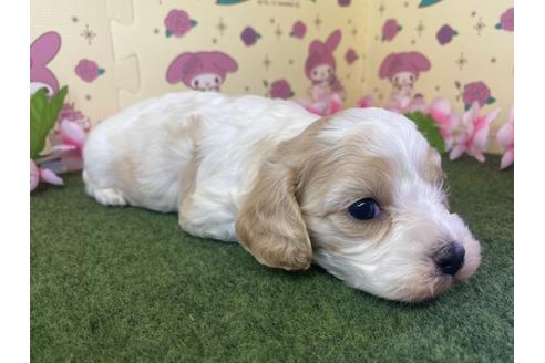 成約済の栃木県のミックス犬-118428の5枚目