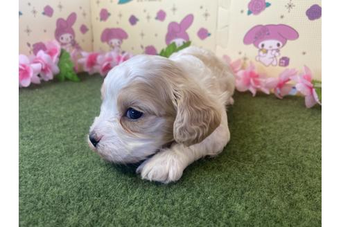 成約済の栃木県のミックス犬-118428の4枚目