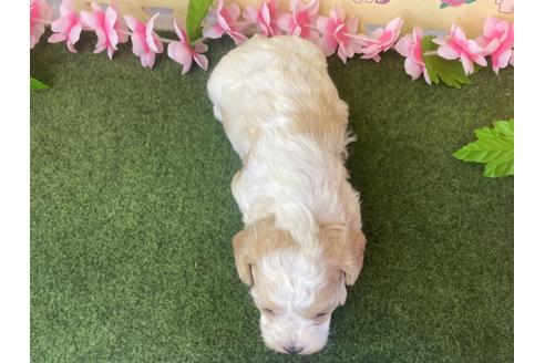 成約済の栃木県のミックス犬-118428の3枚目