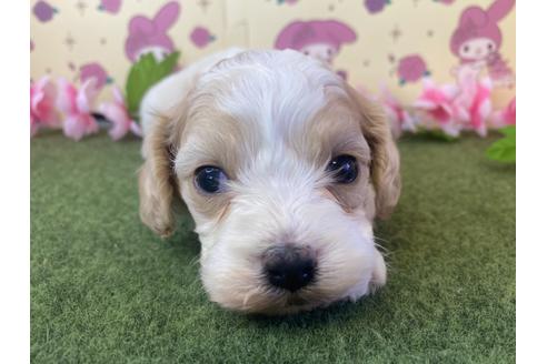 成約済の栃木県のミックス犬-118428の2枚目